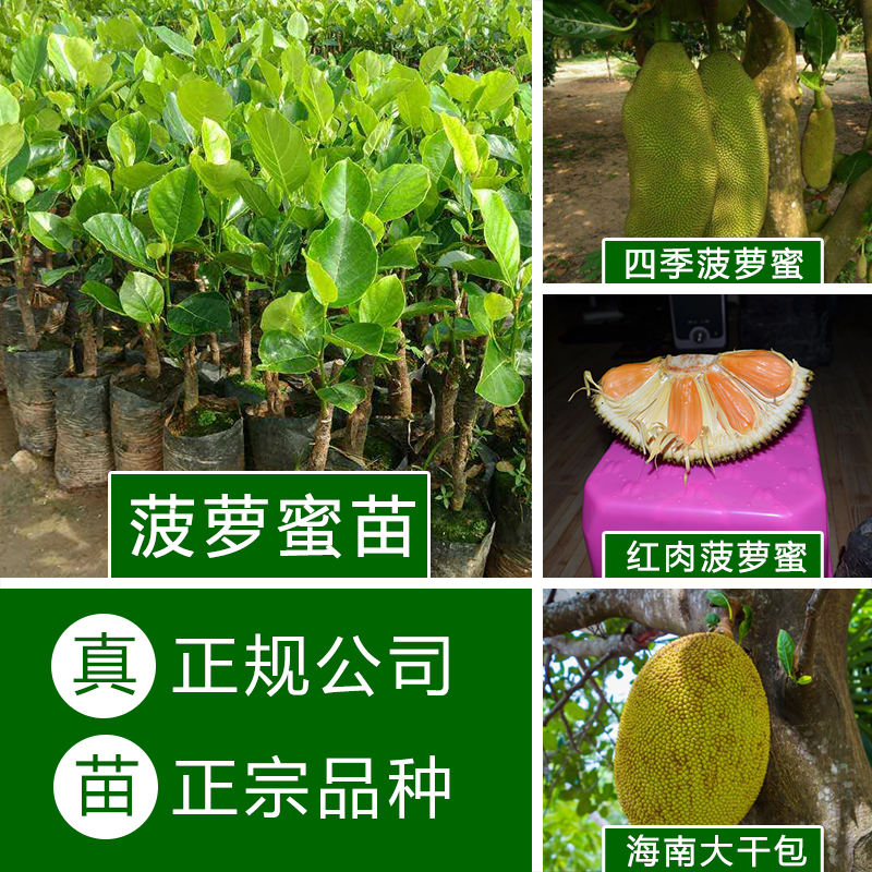 菠萝蜜苗A890特级苗图片