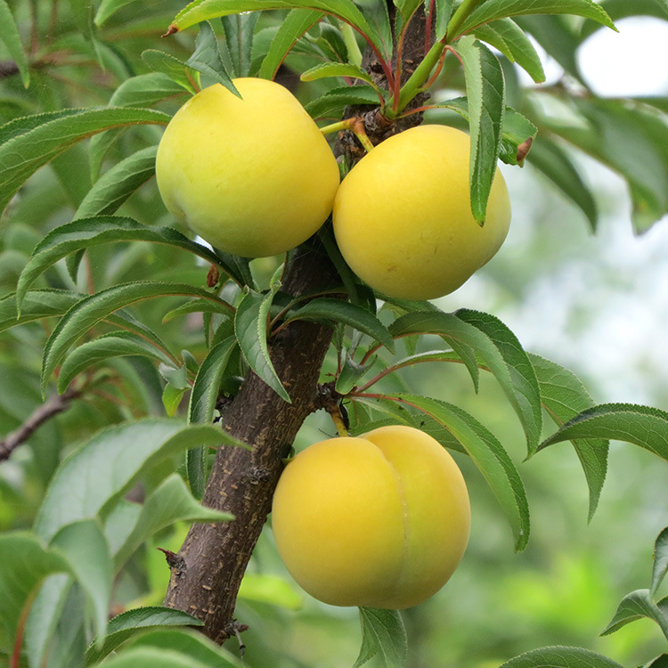 貴州安順六馬蜂糖李 貴州蜂糖李 安順?lè)涮抢?  src=