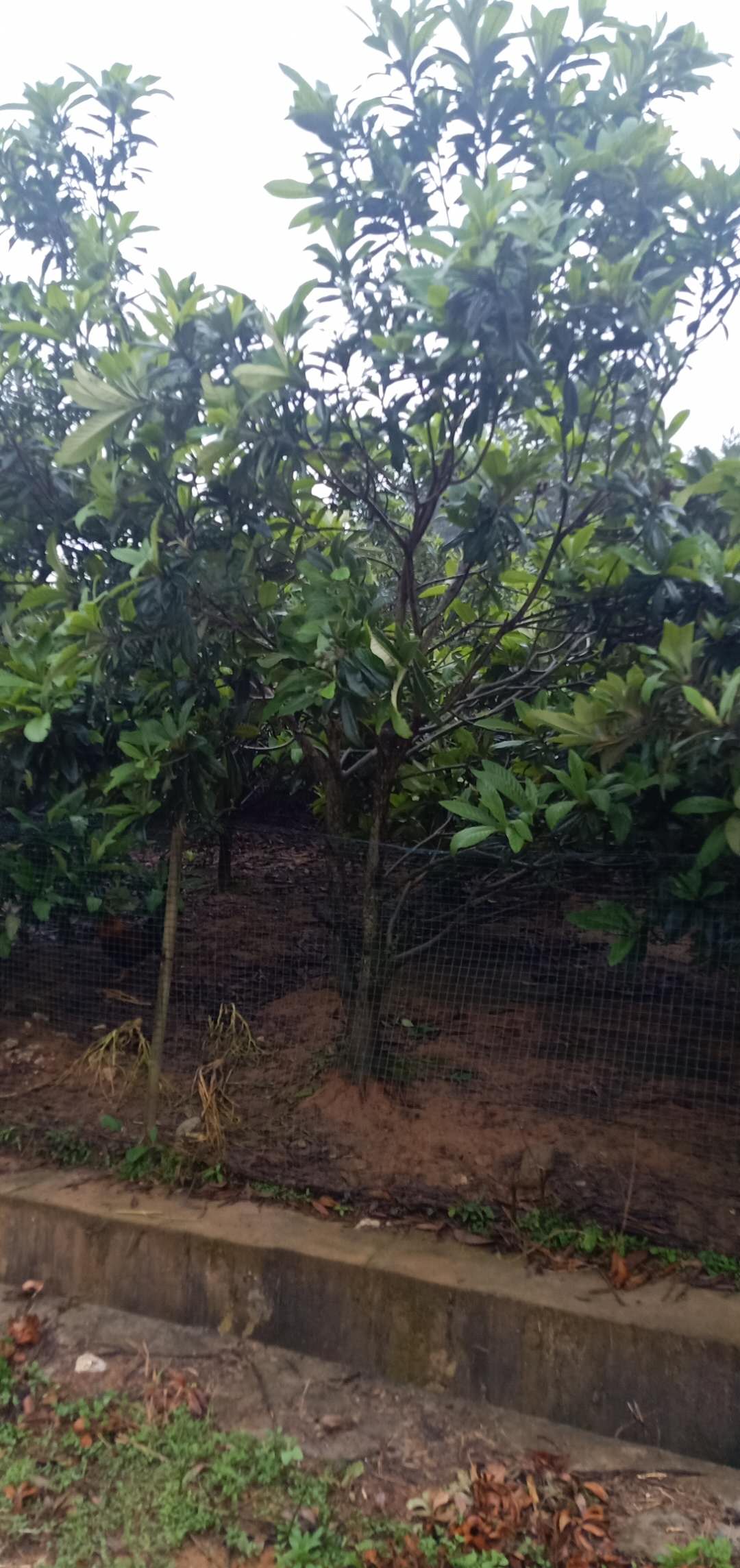 重阳木苗江西重阳木苗种植基地,重阳木种植基地，大量批发重阳木现货，重阳木2至25公分