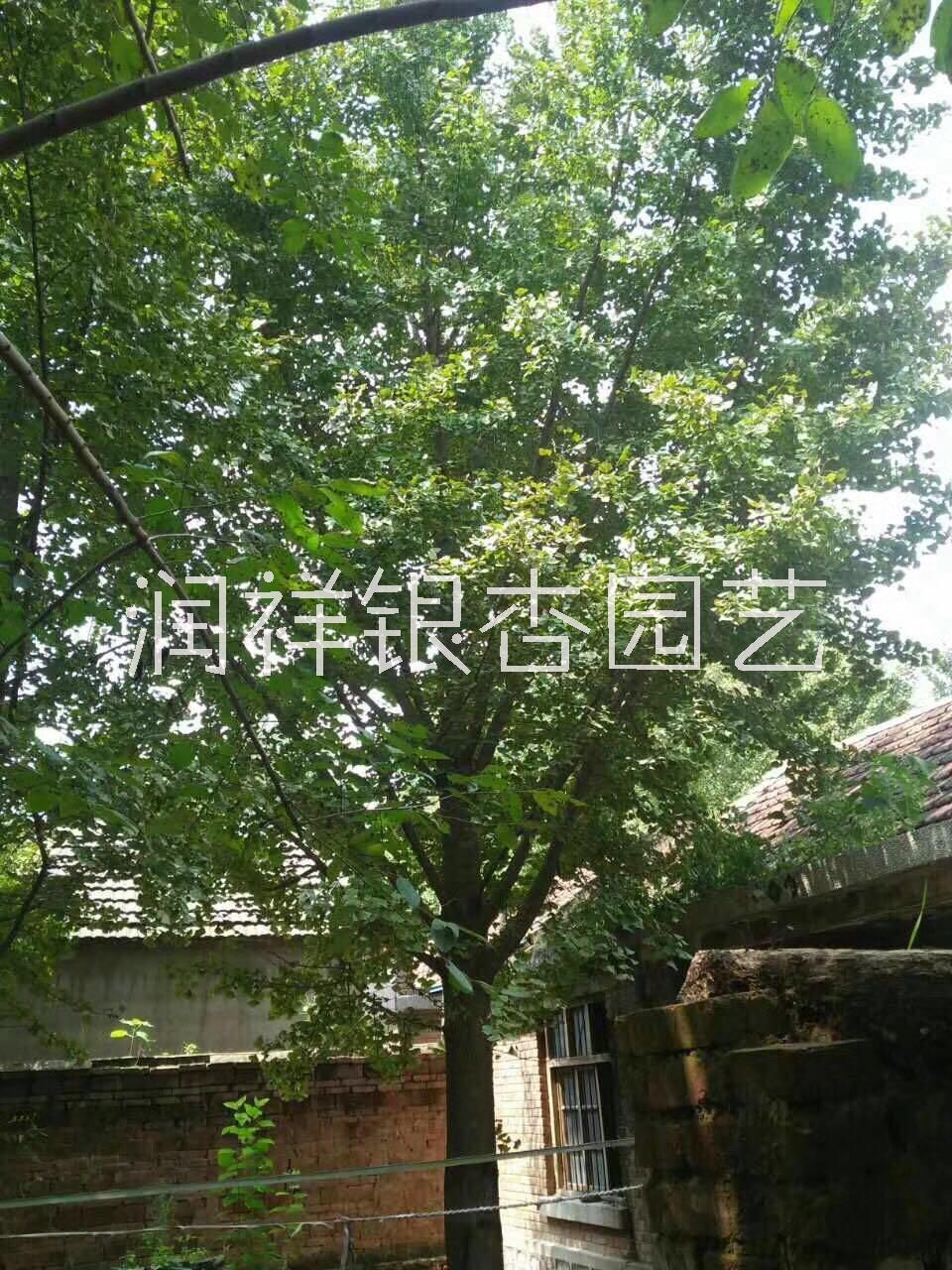 實生銀杏樹 銀杏樹哪里買 銀杏樹圖片