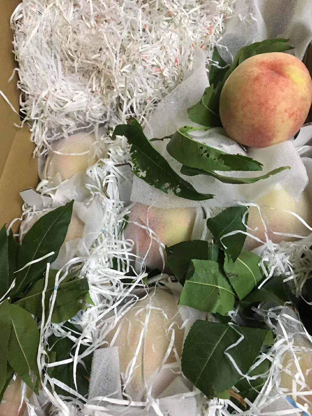 水蜜桃圖片/水蜜桃樣板圖 (2)