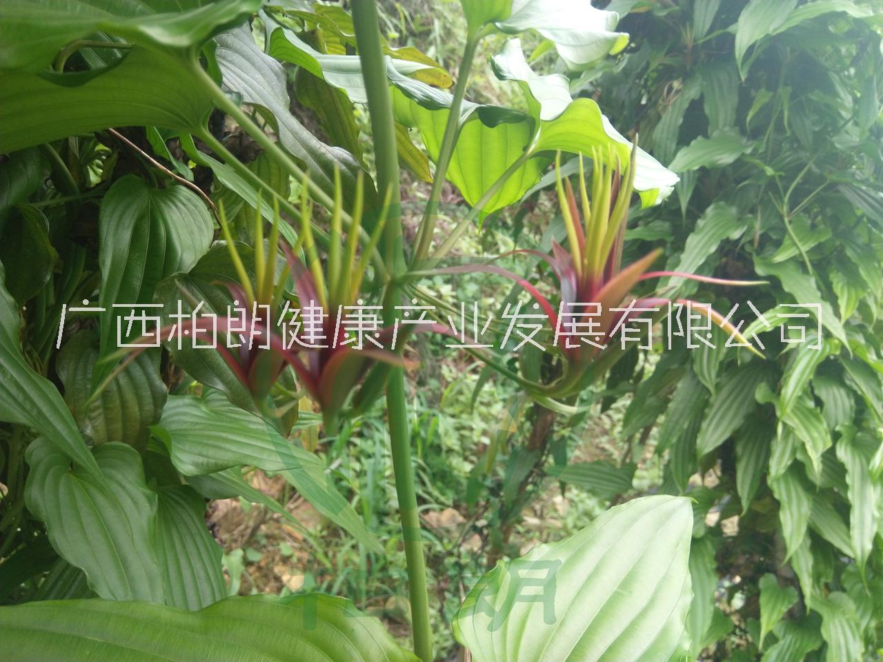 湖南百部种苗百部种植基地