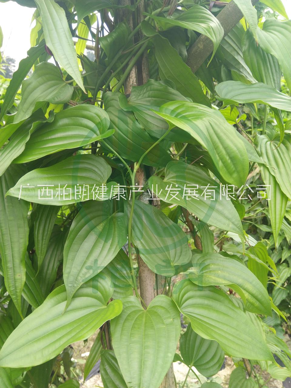 广西对叶百部种植基地广西对叶百部种植基地