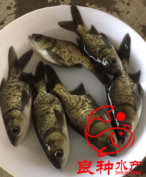 大頭魚苗圖片/大頭魚苗樣板圖 (3)