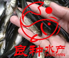 草魚苗圖片/草魚苗樣板圖 (2)