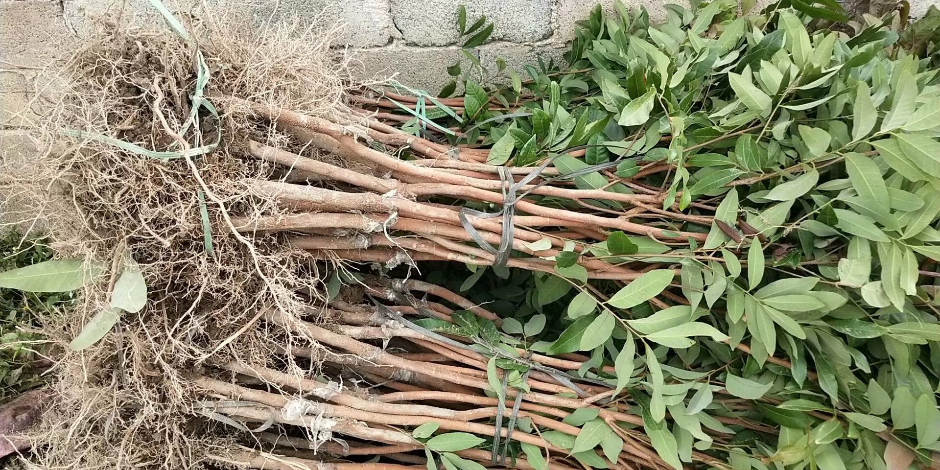 龍眼圖片/龍眼樣板圖 (2)