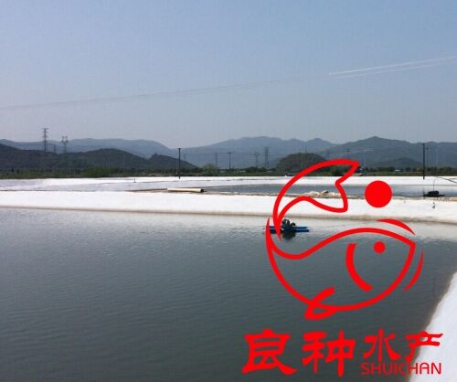 中華甲魚苗圖片/中華甲魚苗樣板圖 (4)