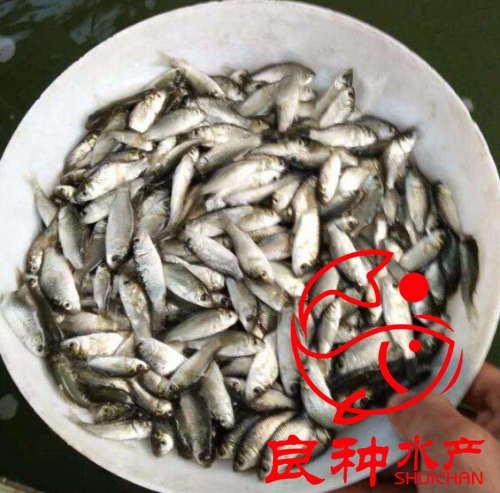 鯽魚苗圖片/鯽魚苗樣板圖 (3)