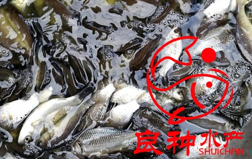 鯽魚苗圖片/鯽魚苗樣板圖 (4)