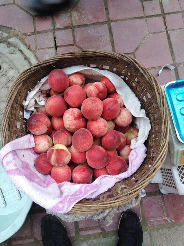 脆桃苗圖片/脆桃苗樣板圖 (2)