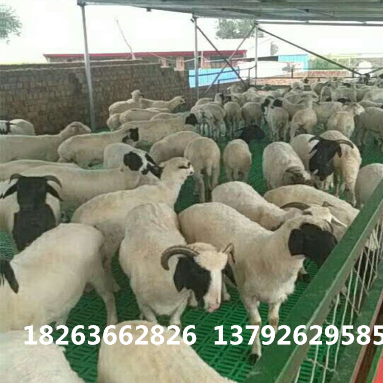 鋸齒狀無縫連接羊床  羊床價(jià)格圖片