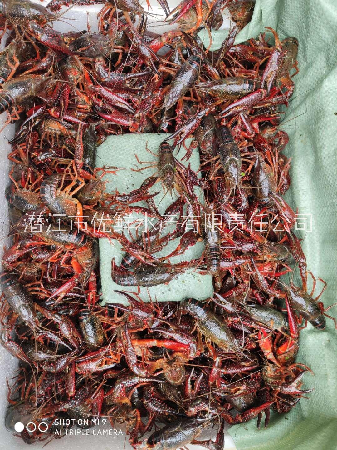 小龍蝦圖片/小龍蝦樣板圖 (4)