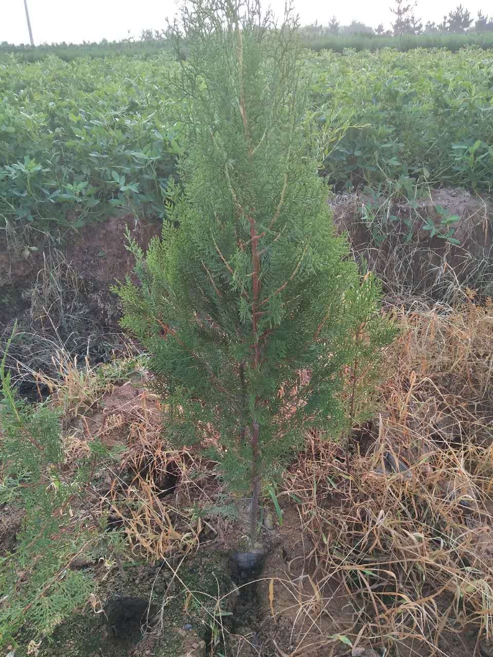 侧柏苗种植基地_莒南侧柏苗图片