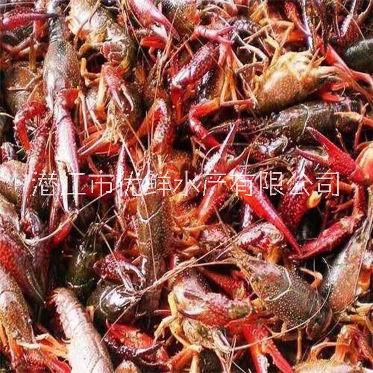 小龍蝦圖片/小龍蝦樣板圖 (4)