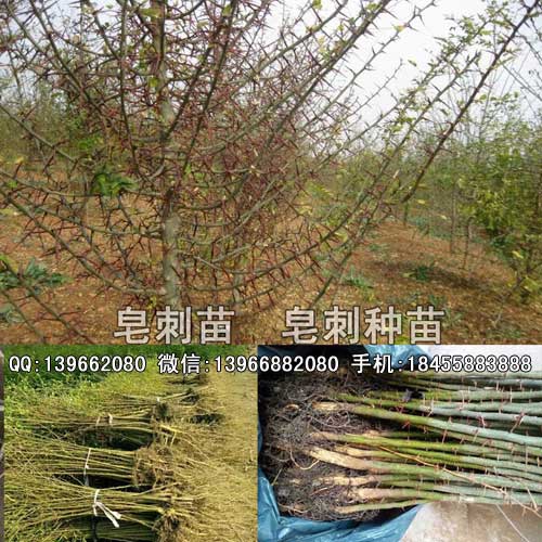 樹種苗圖片/樹種苗樣板圖 (4)