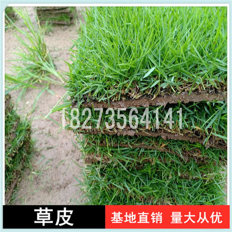 馬尼拉草皮圖片/馬尼拉草皮樣板圖 (2)