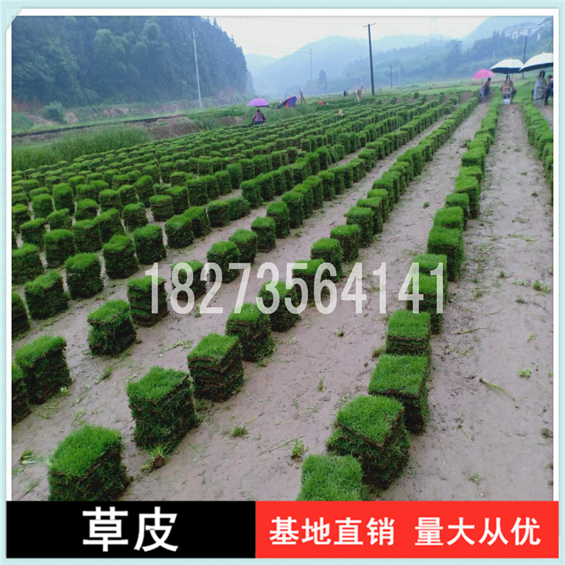 衡陽馬尼拉草皮卷種植基地圖片