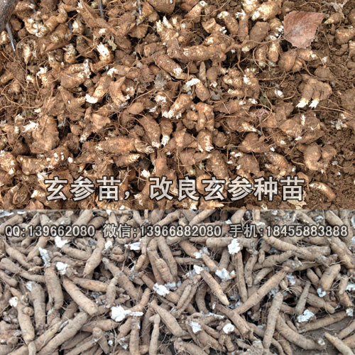 亳州市玄參種苗批發(fā)廠家,供應(yīng)改良玄參苗價(jià)格,玄參種植基地產(chǎn)地報(bào)價(jià)