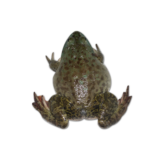 牛蛙圖片/牛蛙樣板圖 (1)