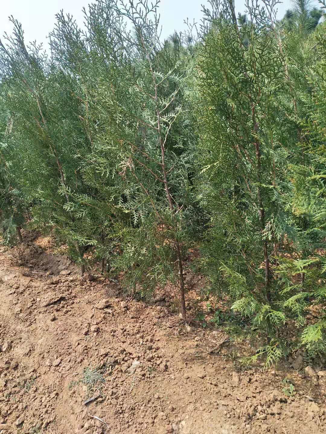 側(cè)柏苗圖片/側(cè)柏苗樣板圖 (4)