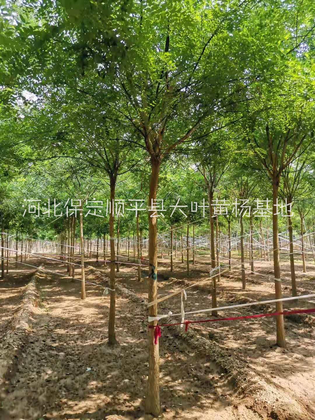 國槐圖片/國槐樣板圖 (1)