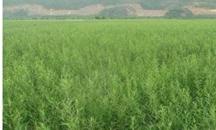 造林苗圖片/造林苗樣板圖 (3)