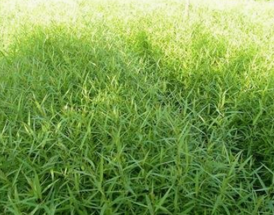 造林苗圖片/造林苗樣板圖 (2)