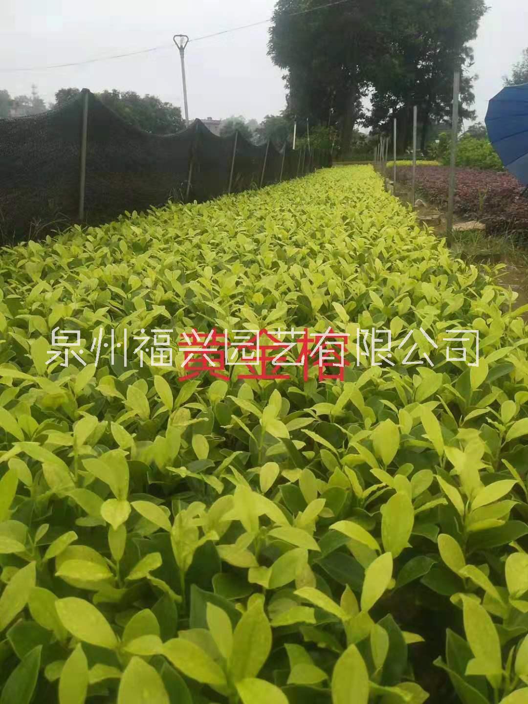 福建大叶黄金榕小苗种植基地-泉州大叶黄金榕小苗批发价格表-【泉州福兴园艺有限公司】图片