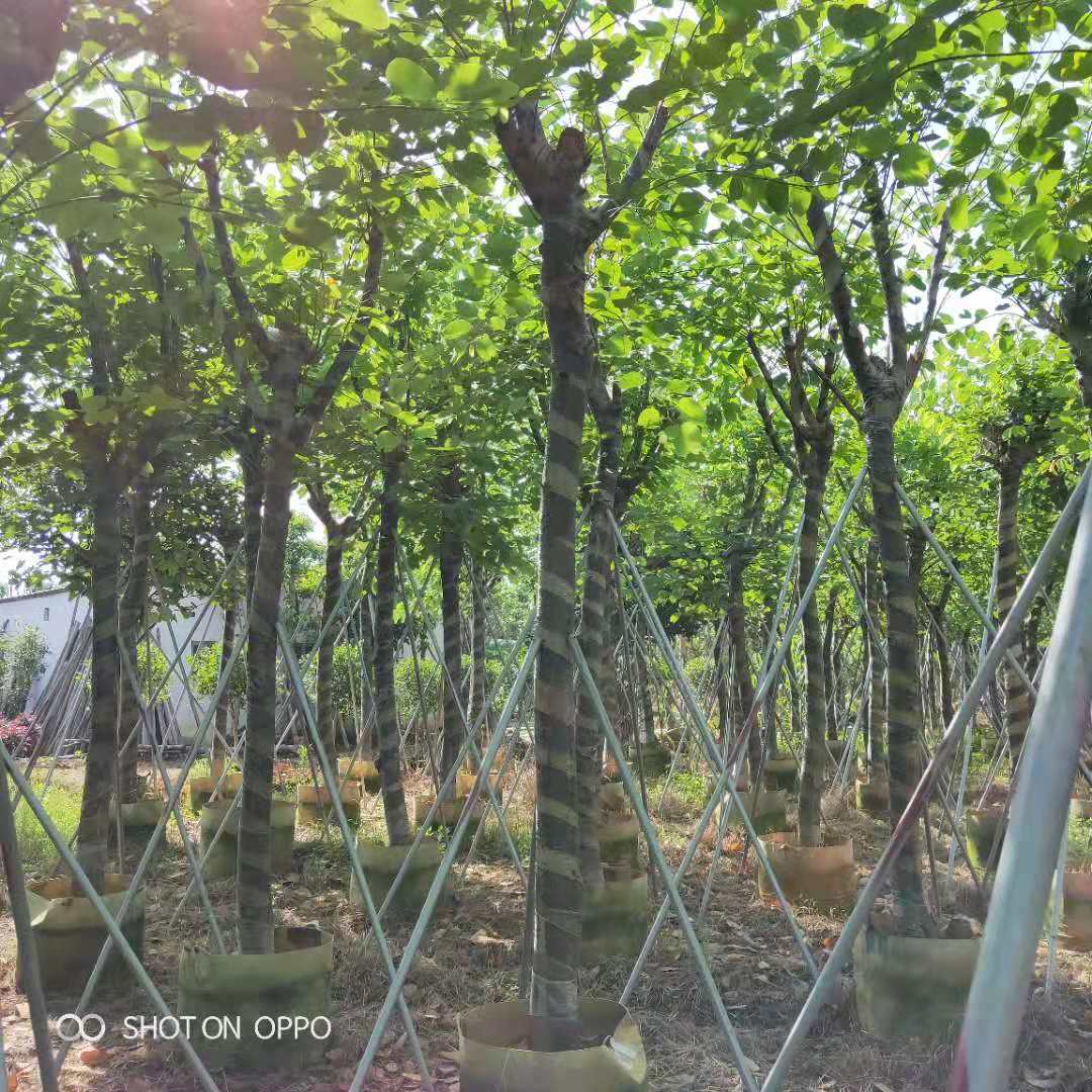 紫荊圖片/紫荊樣板圖 (3)