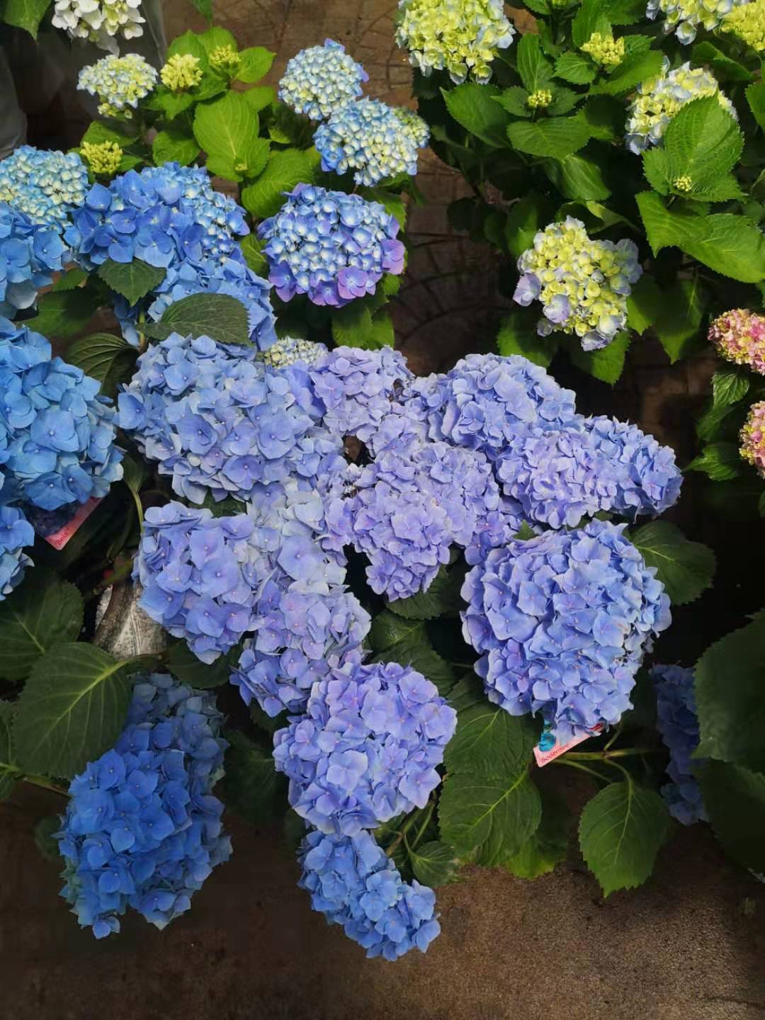 山東繡球花生產廠家/繡球花價格/繡球花批發(fā)/養(yǎng)殖繡球花/繡球花品種
