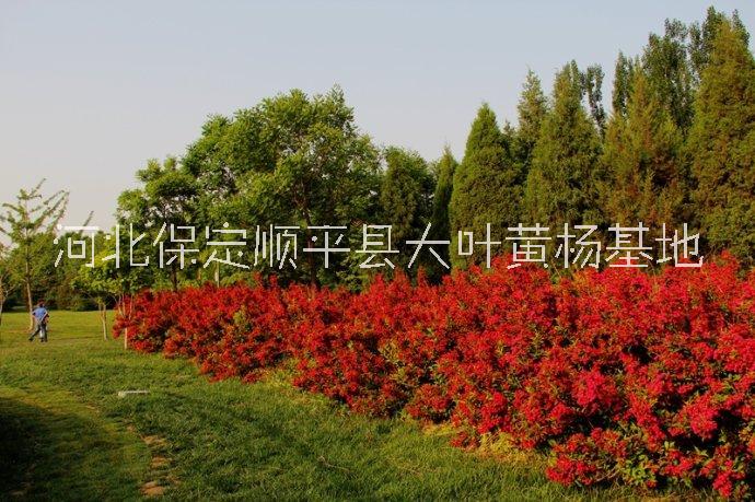 紅王子錦帶圖片/紅王子錦帶樣板圖 (3)