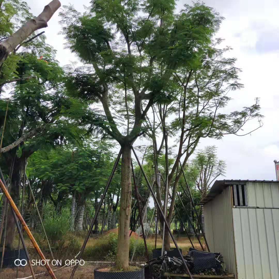 揭阳市凤凰木种植基地厂家凤凰木种植基地 大型凤凰木基地