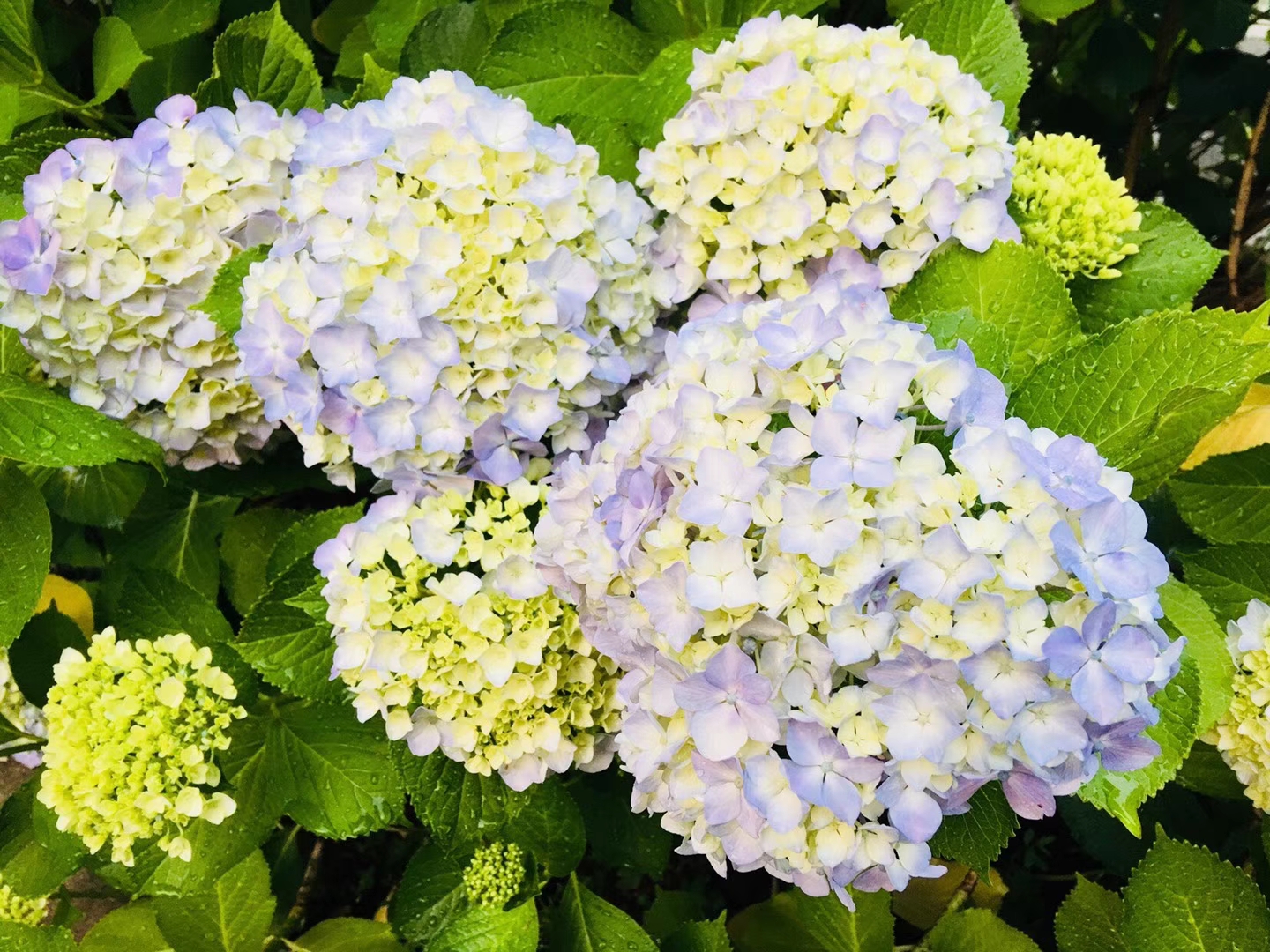 繡球花圖片/繡球花樣板圖 (2)