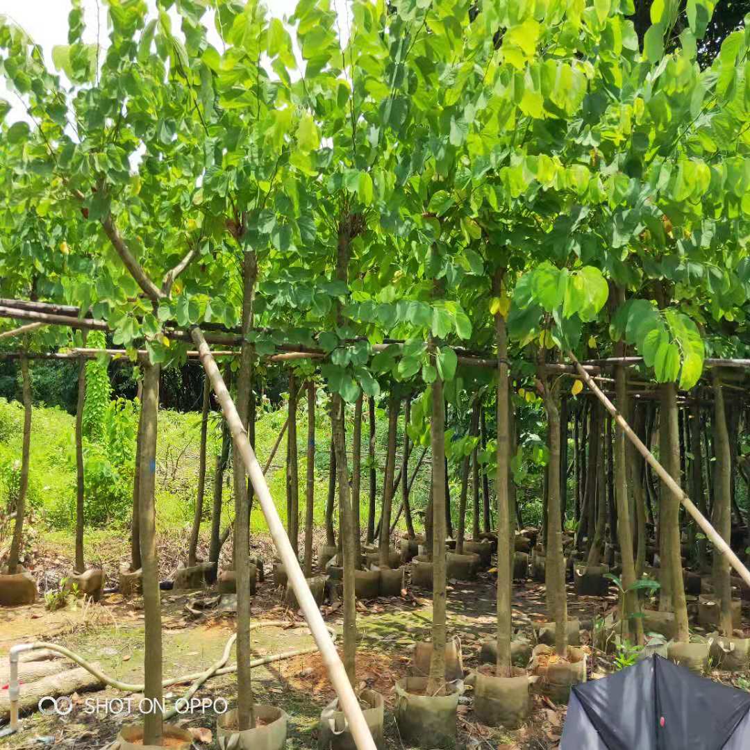 羊蹄圖片/羊蹄樣板圖 (2)