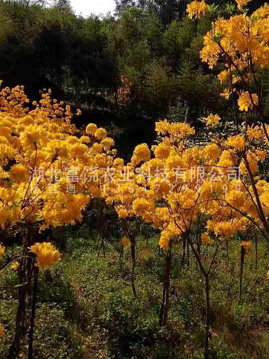 出售湖北隨州富饒農(nóng)業(yè) 黃*鬧羊花羊躑躅8年馴化苗移栽8年熟樁特大樹苗樹樁基地直銷
