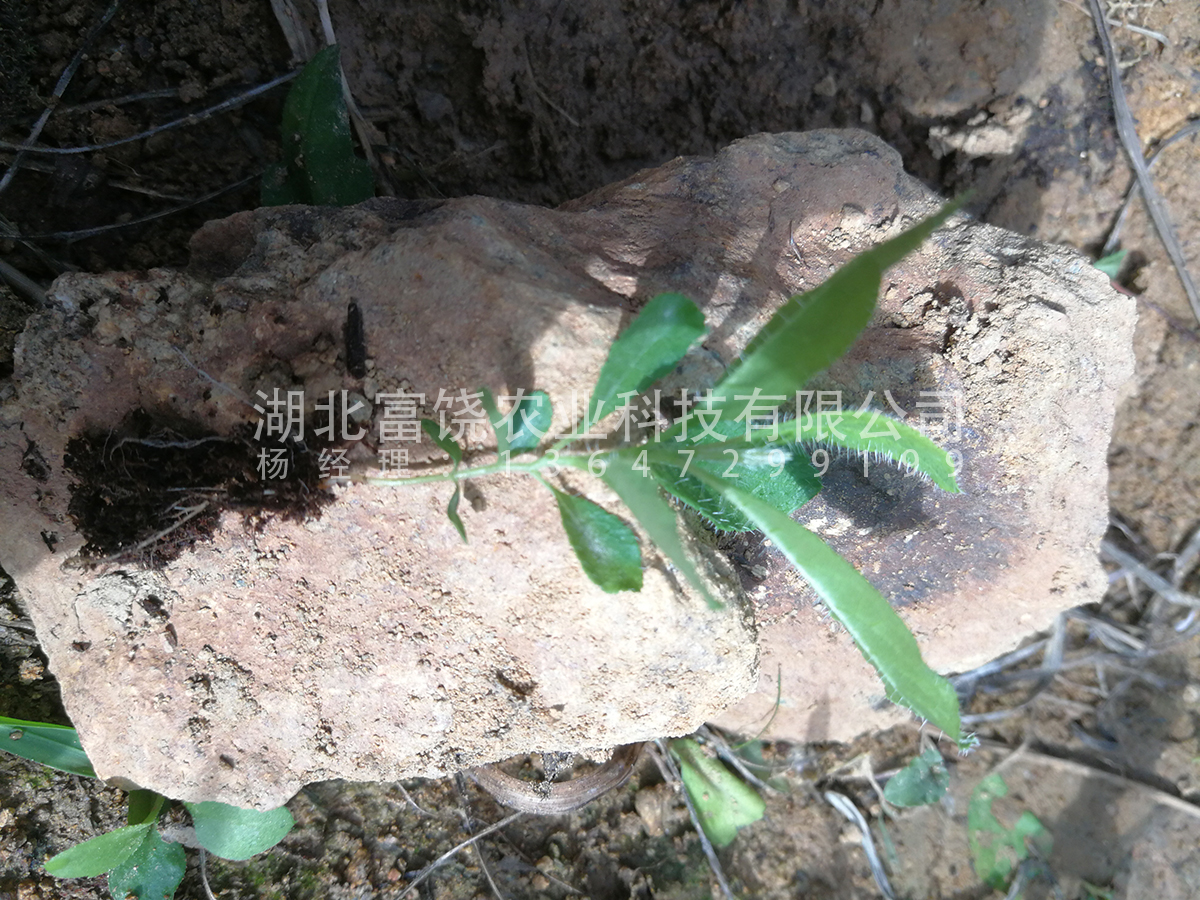 黃杜鵑鬧羊花羊躑躅籽育苗圖片/黃杜鵑鬧羊花羊躑躅籽育苗樣板圖 (2)