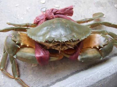 螃蟹圖片/螃蟹樣板圖 (2)