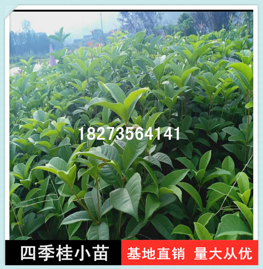 長沙四季桂小苗批發(fā)價(jià)圖片/長沙四季桂小苗批發(fā)價(jià)樣板圖 (1)