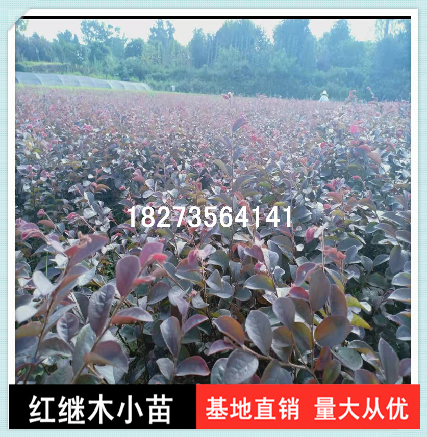 木小苗圖片/木小苗樣板圖 (4)