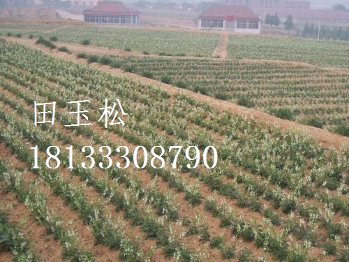 丹參，種苗的種植方法，批發(fā)價格，