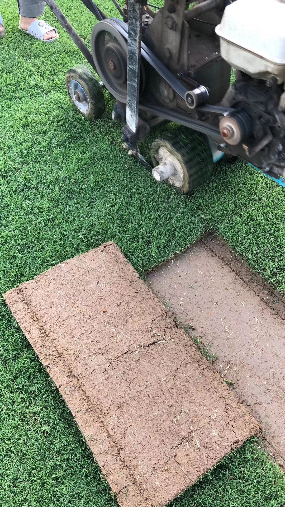 江苏果岭草草坪种植基地_江苏果岭草草坪种植批发价格_【绍兴市上虞区谢塘镇语诚草坪经营部】图片