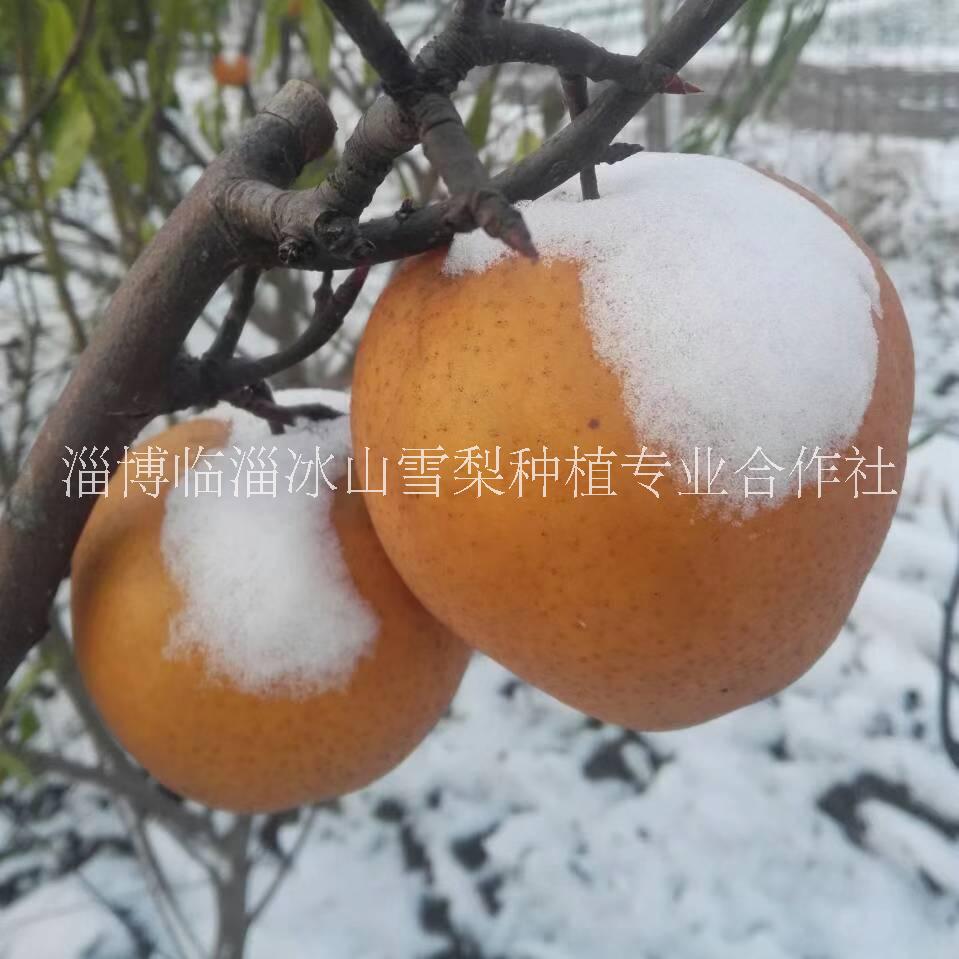 供應冰山雪梨的專業(yè)種植基地-廠家直銷報價