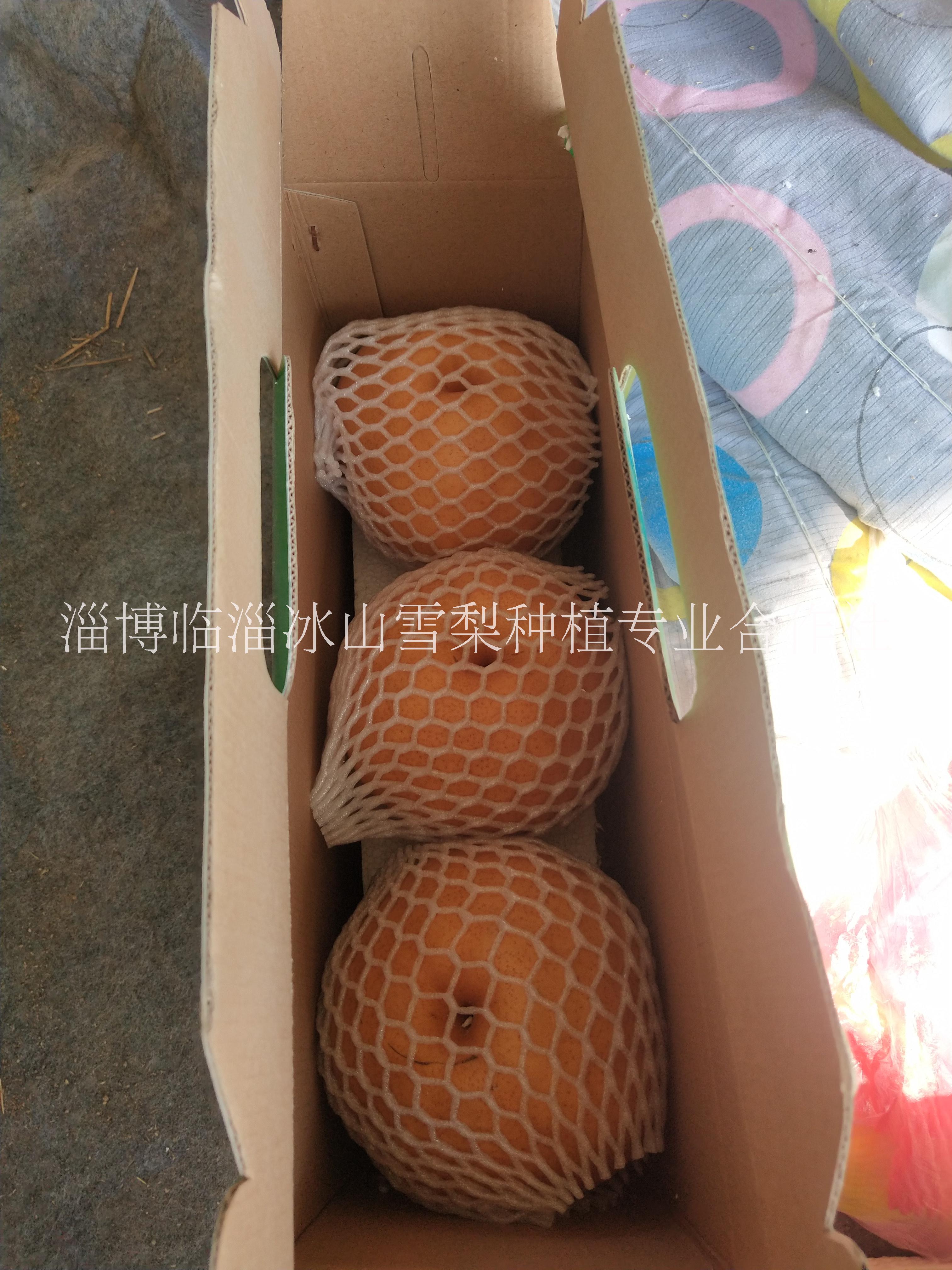 雪梨圖片/雪梨樣板圖 (4)