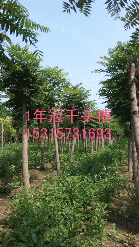 千頭椿價格圖片/千頭椿價格樣板圖 (4)