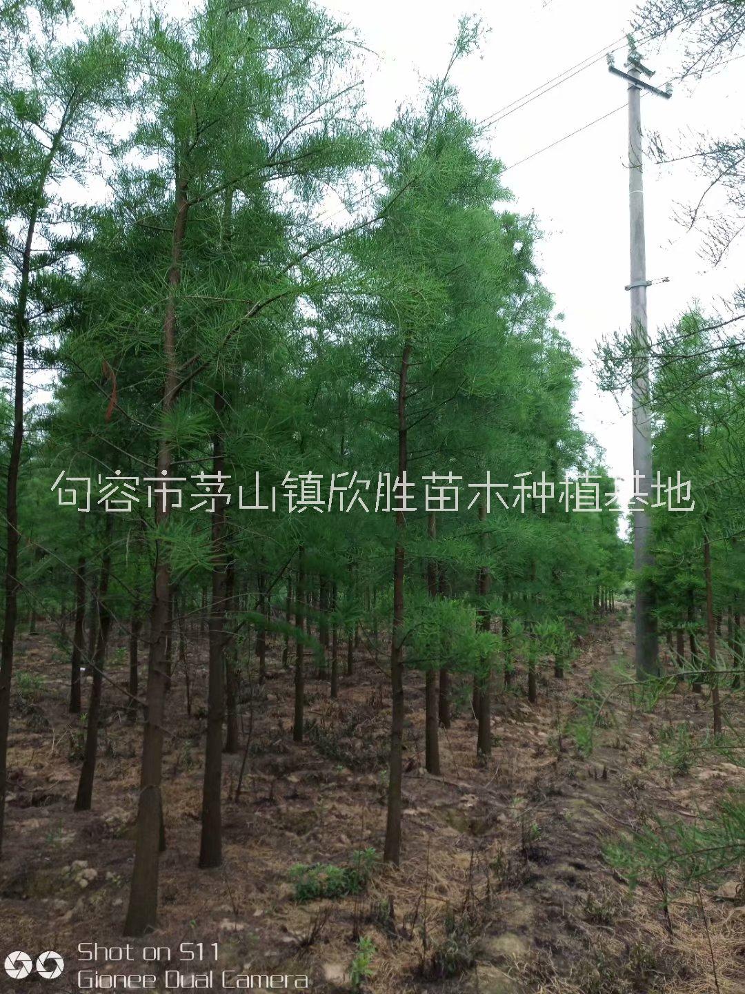 供應(yīng)武漢10公分池杉價(jià)格，南京*池杉供應(yīng)價(jià)錢