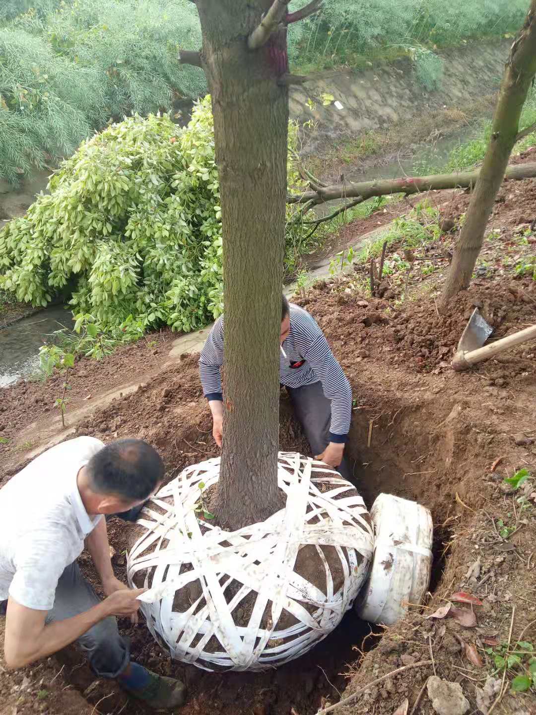 水杉苗木基地批发价格