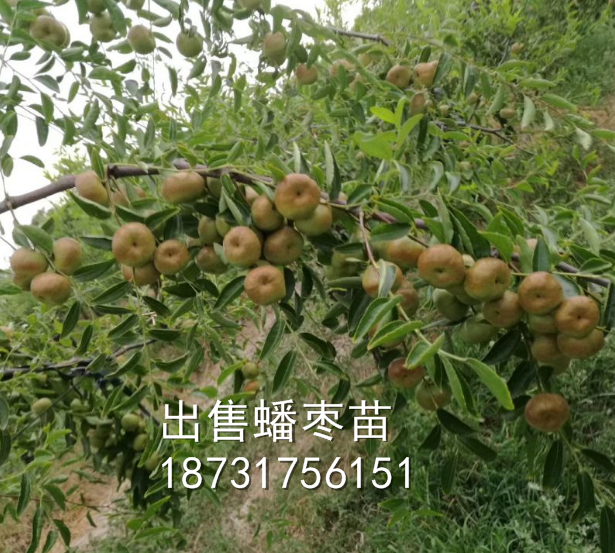 蟠棗苗基地圖片