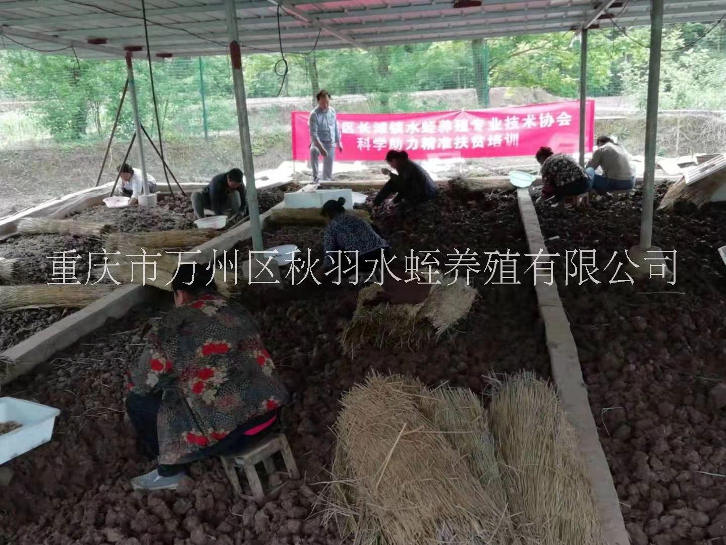 宽体金线蛭，水蛭养殖技术培训，水蛭养殖技术指导