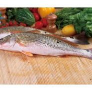 廣東湛江紅鼓魚養(yǎng)殖基地-【忠海潤(rùn)海水魚苗養(yǎng)殖】