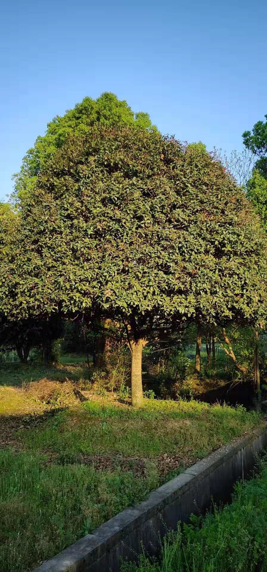 桂花樹圖片/桂花樹樣板圖 (4)